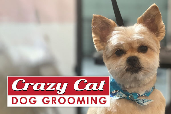 Crazy Cat Dog Grooming