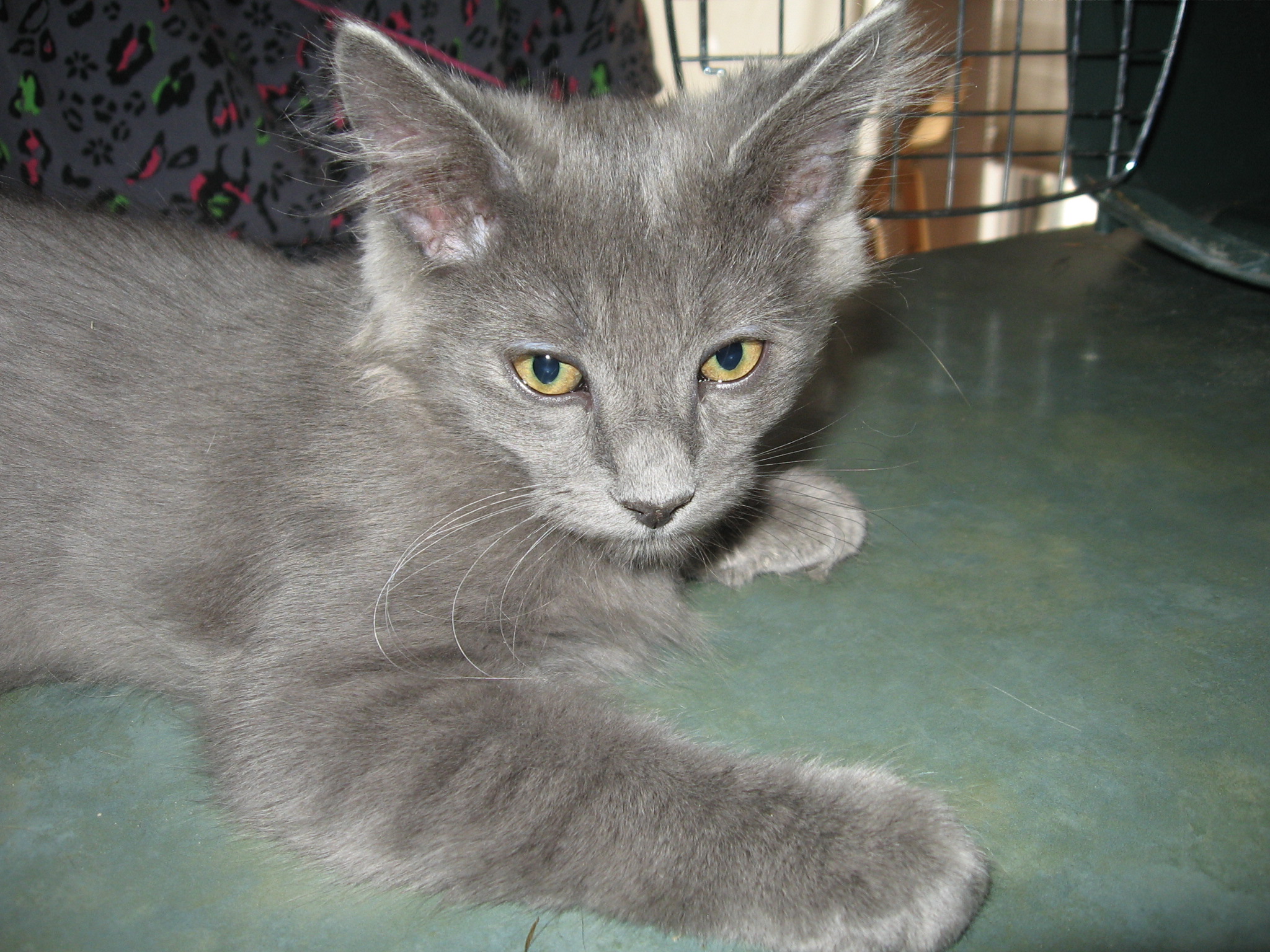 Cat & Kitten Adoption Day Fallon Animal Welfare Group Nevada Events