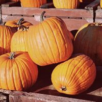 pumpkins in a wagon