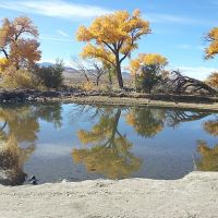 carson river with fall trees
