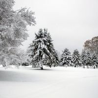 trees covered in snow