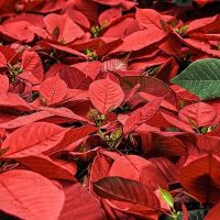 poinsettia plants