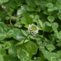 blossom in field of clover