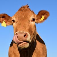 headshot of a cow