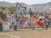 Virginia City Events, 65th International Camel & Ostrich Races
