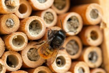 Nevada State Museum, Family Fun Saturday: Bee Hotel at the Nevada State Museum
