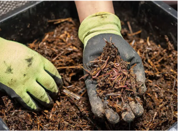 Carson City Events, Garden Talk w/ Carson City Master Gardeners