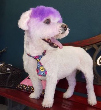 Crazy Cat Dog Grooming, Color One Section