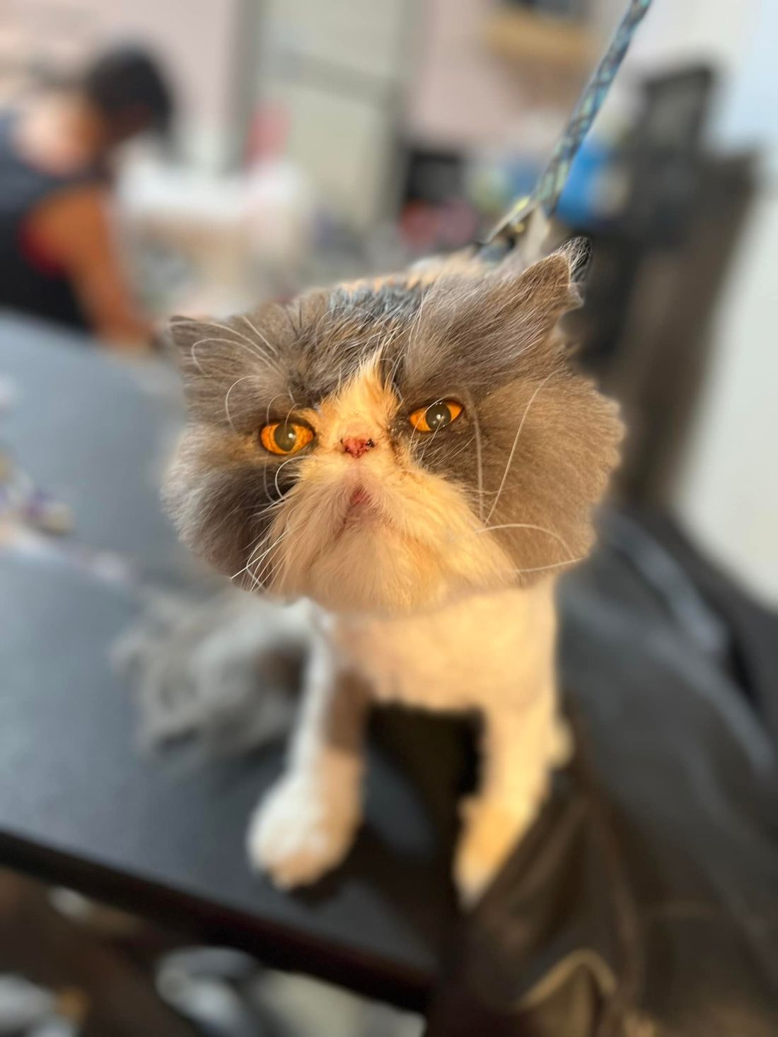 Crazy cat grooming top