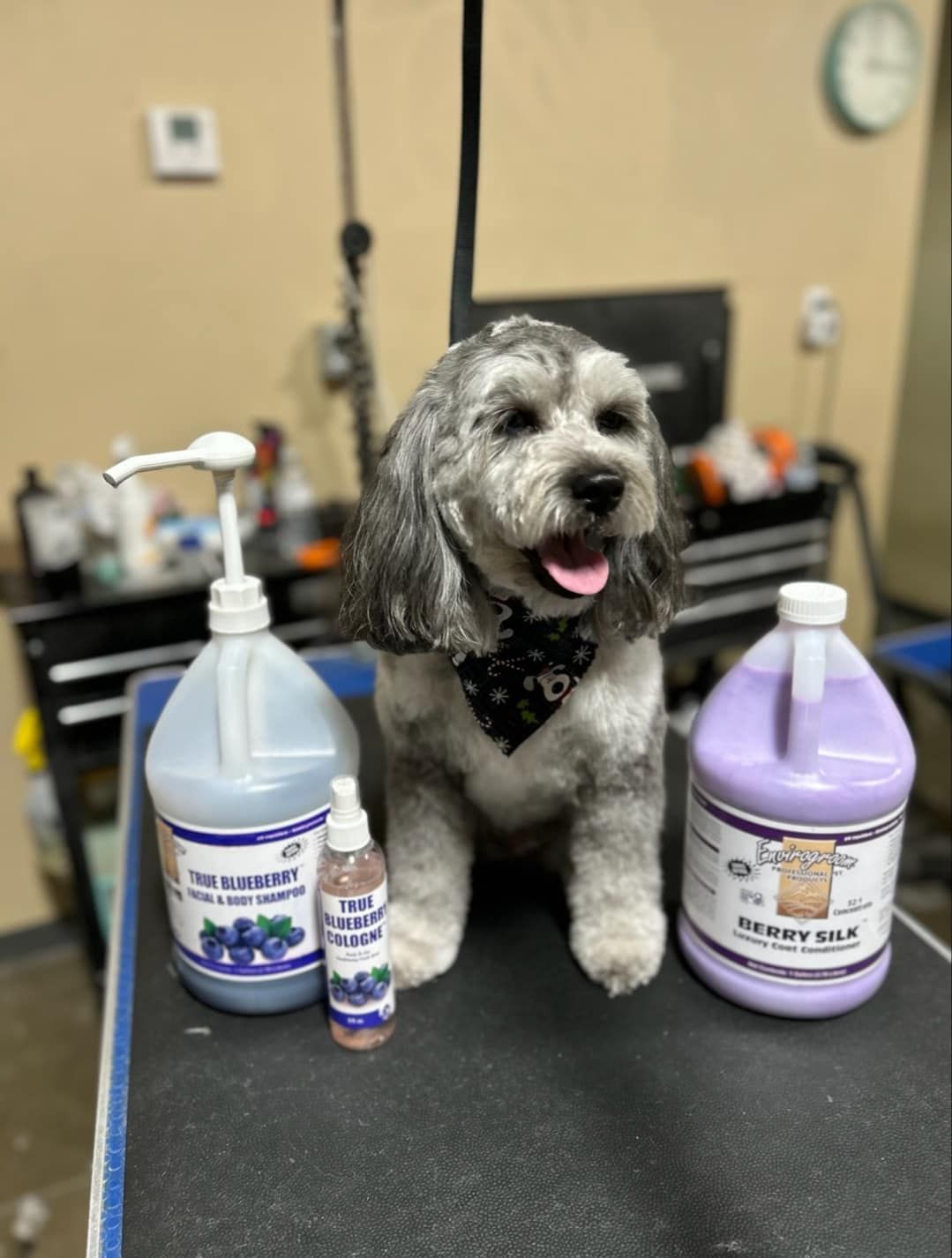 Crazy cat dog grooming new arrivals