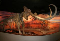 Nevada State Museum photo