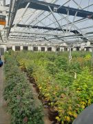 SoL Cannabis photo