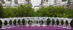 SoL Cannabis photo