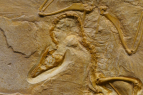Children's Museum of Northern Nevada, Fossil Friday