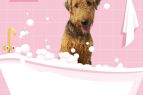 Crazy Cat Dog Grooming, Dog Grooming