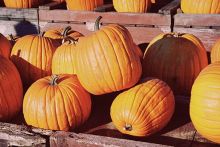 pumpkins in a wagon