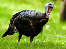 wild turkey in grass