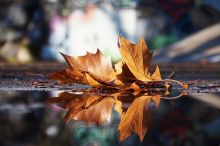 autumn leaf in puddle