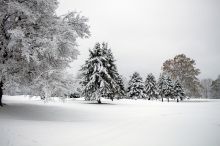 trees covered in snow