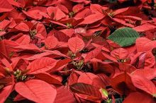 poinsettia plants