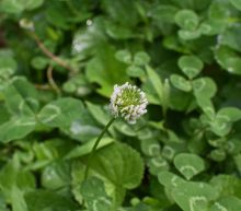 blossom in field of clover