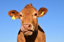 headshot of a cow