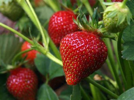 Carson Tahoe Health, Growing Superb Strawberries