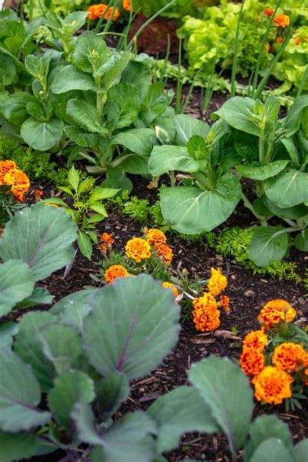 Carson Tahoe Health, The Early Spring Garden & Companion Planting Demystified