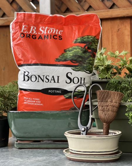 Greenhouse Garden Center, Bonsai Club