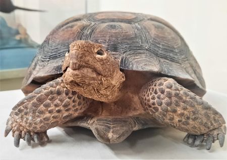 Nevada State Museum, Family Fun Saturday: Nevada Reptiles