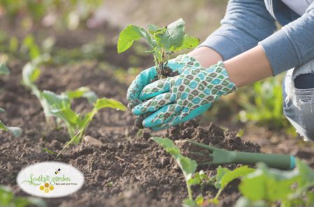 Carson Tahoe Health, Save the Soil: Solving Problems by Reducing Erosion w/ William Pierz
