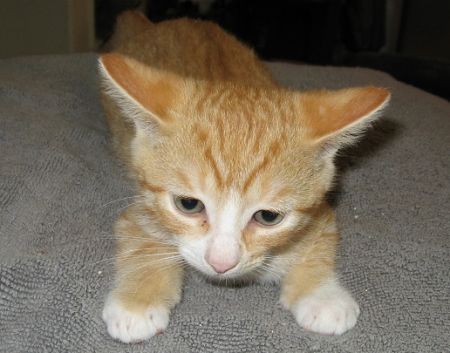 Fallon Animal Welfare Group, Cat & Kitten Adoption Day