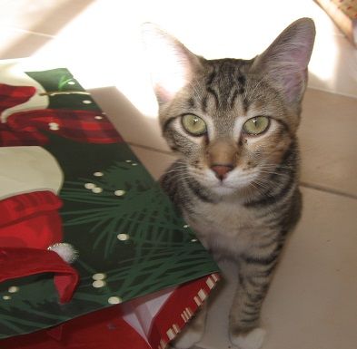 Fallon Animal Welfare Group, FAWG Holiday Adoption