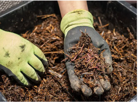 Carson City Events, Garden Talk ~ Carson City Master Gardeners
