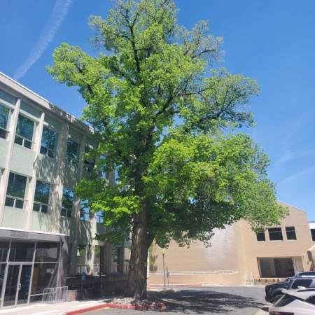 Carson City Events, Historic Washington Elm Rededication Ceremony